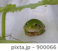 アマガエル  小さい　 900066