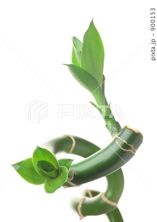 ミリオンバンブー 900153