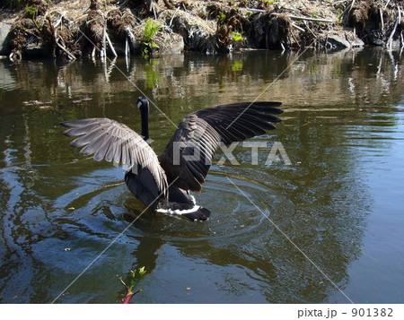 カナダグース着水の瞬間 901382