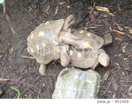 亀の交尾？！ 901409