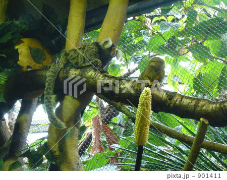 猿の親子 901411