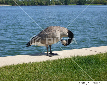 グースの毛づくろい グースの毛づくろい 901428