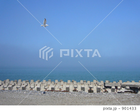 気持ちよさそうなカモメ 901433