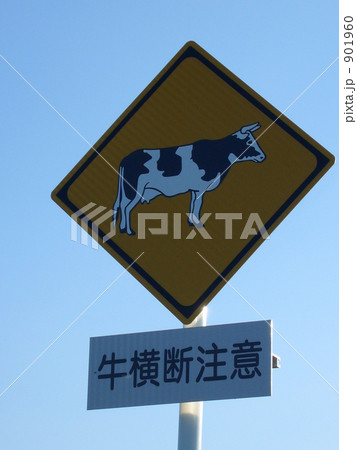 乳牛限定？ 901960