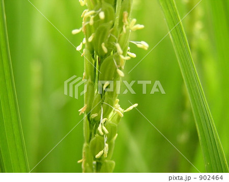 水稲 発芽 稲の写真素材