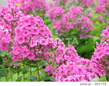 ピンクのオイランソウ ピンクのオイランソウ 902758