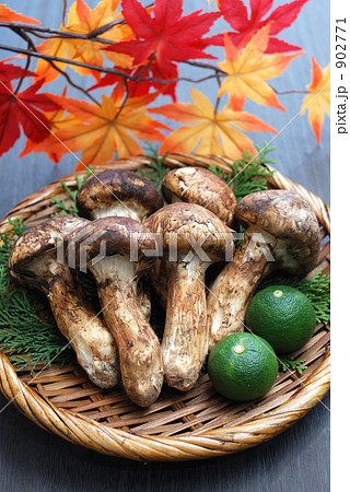 松茸ともみじ 902771