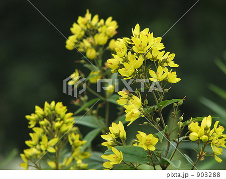 草連玉（クサレダマ） 903288