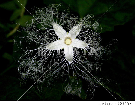 繊細な花カラスウリ 903458