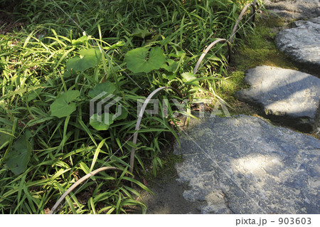 飛び石 飛び石 903603