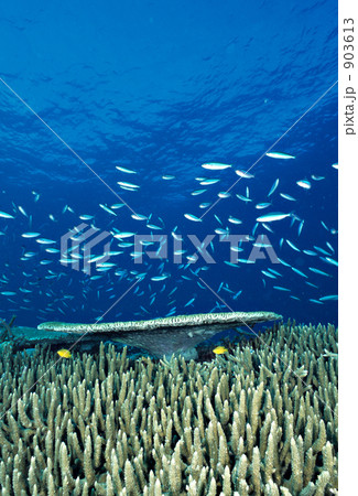 h-tk045 903613