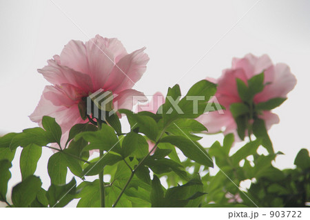 東松山 牡丹園で撮影した牡丹の花 東松山 牡丹園で撮影した牡丹の花 903722