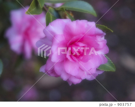 神代植物公園　【ボタン・シャクヤク園】 903757