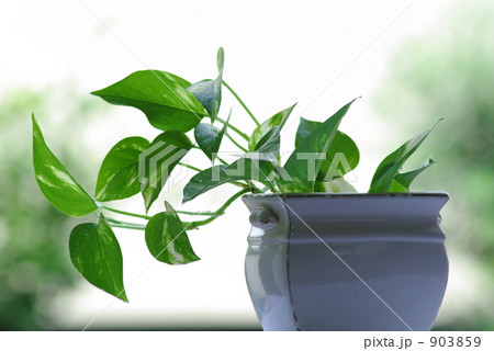 ポトスブーム 903859