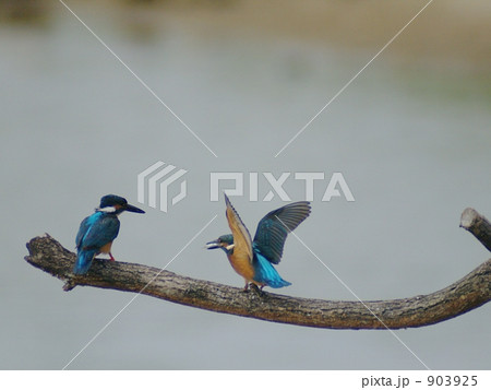 カワセミの親子 ママお腹空いたよー。 カワセミの親子 ママお腹空いたよー。 903925