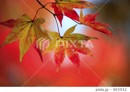 箱根のもみじの紅葉　箱根路　 903932