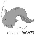 ナマズ 903973