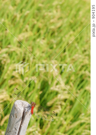 赤とんぼ 904195