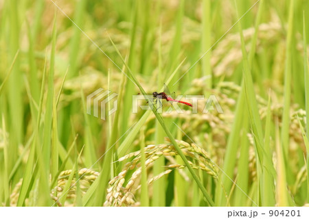 赤トンボと稲穂 904201