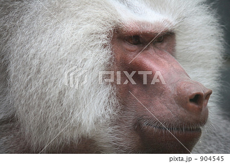 マントヒヒ 904545