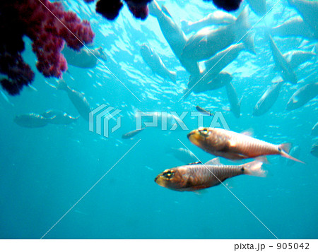 串本海中公園で覗いた海の中 串本海中公園で覗いた海の中 905042