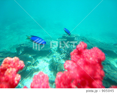 串本海中公園で覗いた海の中 串本海中公園で覗いた海の中 905045