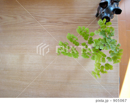 ダイニングテーブルと観葉植物 ダイニングテーブルと観葉植物 905067