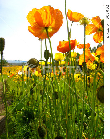 5月富田林農業公園サバーファームのポピー群 905092