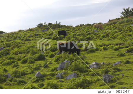 四国カルストの牛 905247