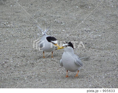 海水浴場の1番客 : 小鯵刺 海水浴場の1番客 : 小鯵刺 905633