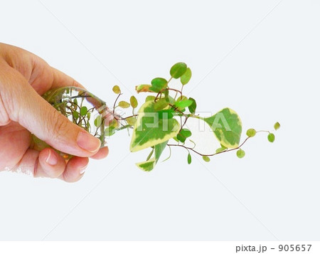 ワイヤープランツと花瓶と手 905657