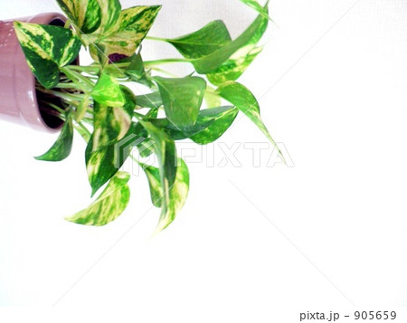 パキラと白い壁 パキラと白い壁 905659