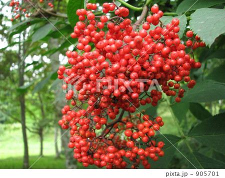 ニワトコ(接骨木)の赤い実 ニワトコ(接骨木)の赤い実 905701