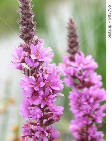 野に咲くエゾミソハギ 905765