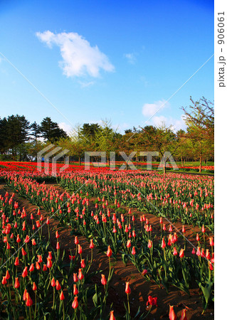 いこいの村庄内のチューリップ畑 いこいの村庄内のチューリップ畑 906061