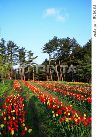 いこいの村庄内のチューリップ畑 いこいの村庄内のチューリップ畑 906083