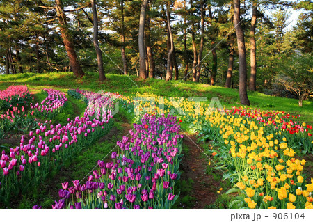 いこいの村庄内のチューリップ畑 906104
