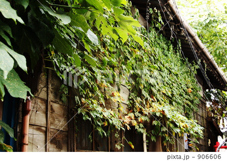 植物のチカラ 906606