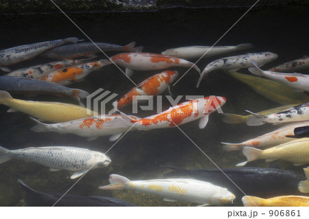 掘割りのコイ 906861