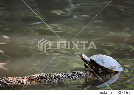 水辺のカメ 907167