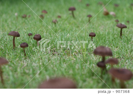 きのこ 907368