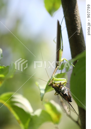 カマキリ 907799