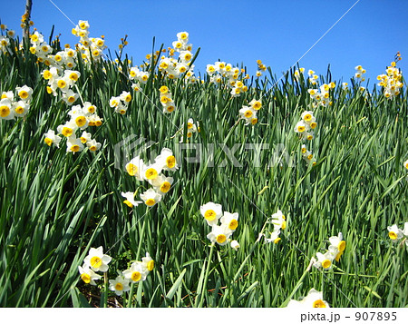 水仙 907895