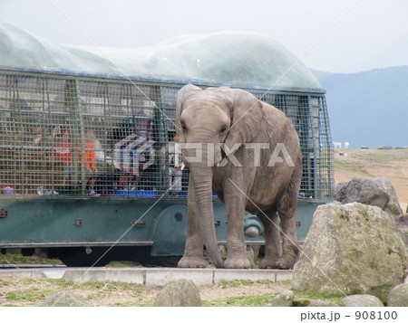 大分県日出町アフリカンサファリ　象１ 908100