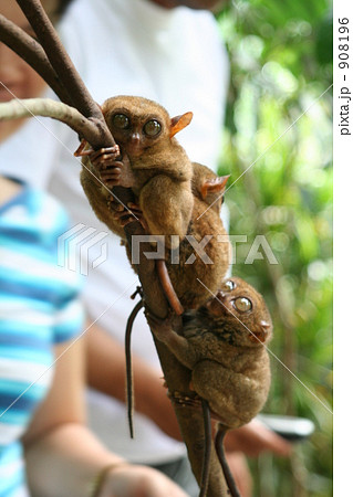 世界最小のお猿さん 世界最小のお猿さん 908196