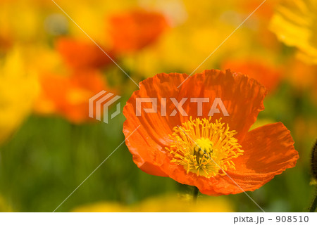 ポピーの花 ポピーの花 908510