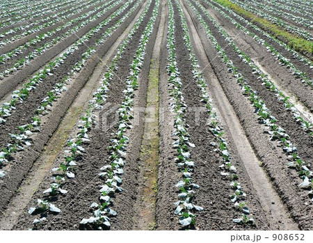 キャベツ畑 908652