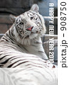 ホワイトタイガーその２ 908750