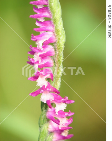 ネジバナ(捩摺) ネジバナ(捩摺) 908856