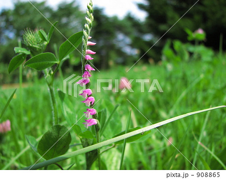 ネジバナ(捩摺) ネジバナ(捩摺) 908865